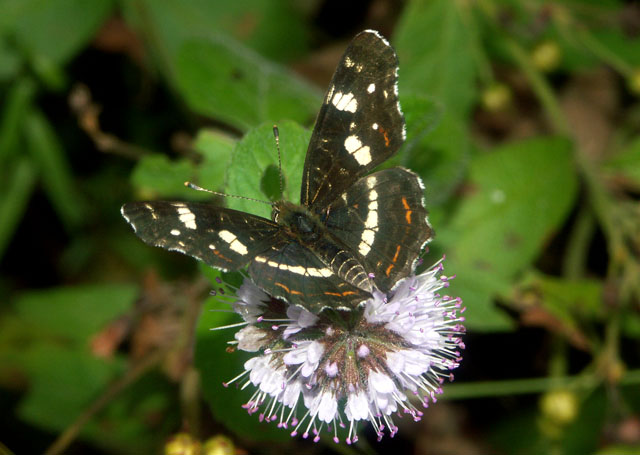 Araschnia levana - Copyright Hugues Mouret